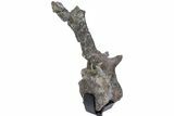 Rare, Stegosaurus Caudal Vertebra w/ Prong Morphology - Wyoming #232733-5